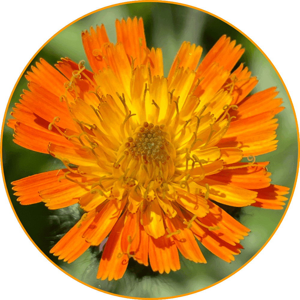 Blüte des Orangeroten Habichtskrauts