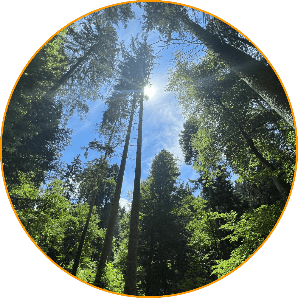 Blick durch die Baumkronen in den Sommerhimmel